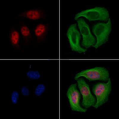 Donkey Anti-Goat IgG antibody (HRP). GTX232040-01