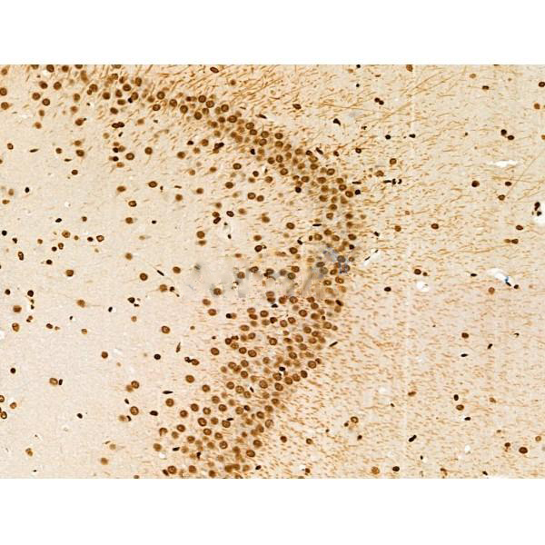 Donkey Anti-Goat IgG antibody (HRP). GTX232040-01