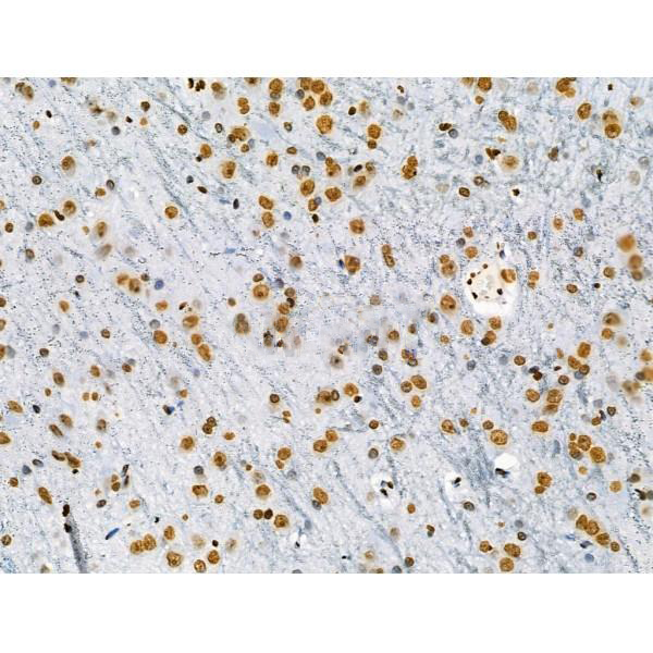Donkey Anti-Goat IgG antibody (HRP). GTX232040-01