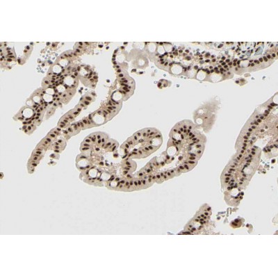 Donkey Anti-Goat IgG antibody (HRP). GTX232040-01