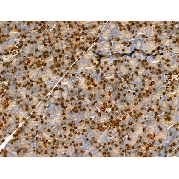 Donkey Anti-Goat IgG antibody (HRP). GTX232040-01