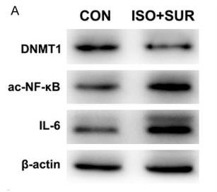 Donkey Anti-Goat IgG antibody (HRP). GTX232040-01