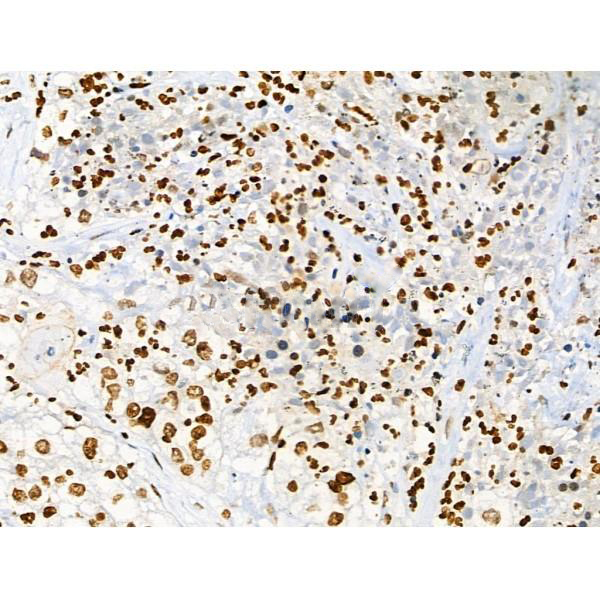 Donkey Anti-Goat IgG antibody (HRP). GTX232040-01