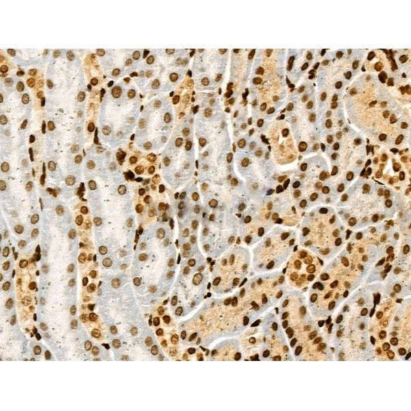 Donkey Anti-Goat IgG antibody (HRP). GTX232040-01
