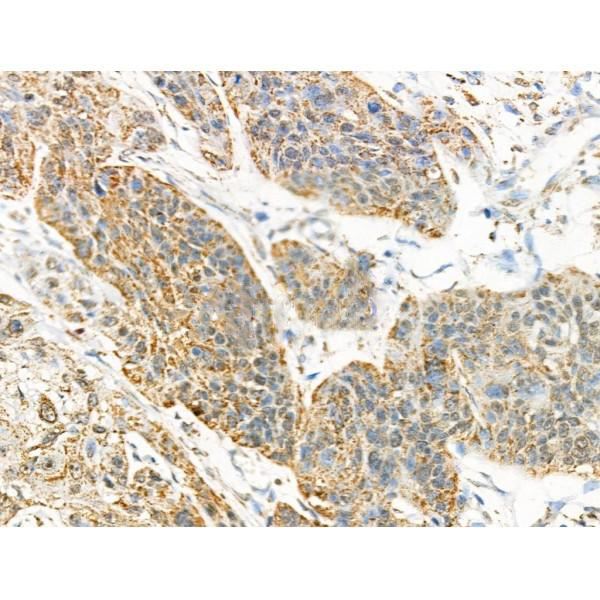 Donkey Anti-Goat IgG antibody (HRP). GTX232040-01