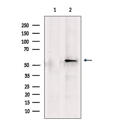 Donkey Anti-Goat IgG antibody (HRP). GTX232040-01