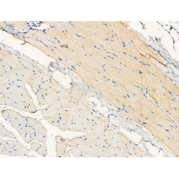 Donkey Anti-Goat IgG antibody (HRP). GTX232040-01