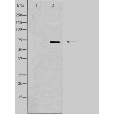 Donkey Anti-Goat IgG antibody (HRP). GTX232040-01