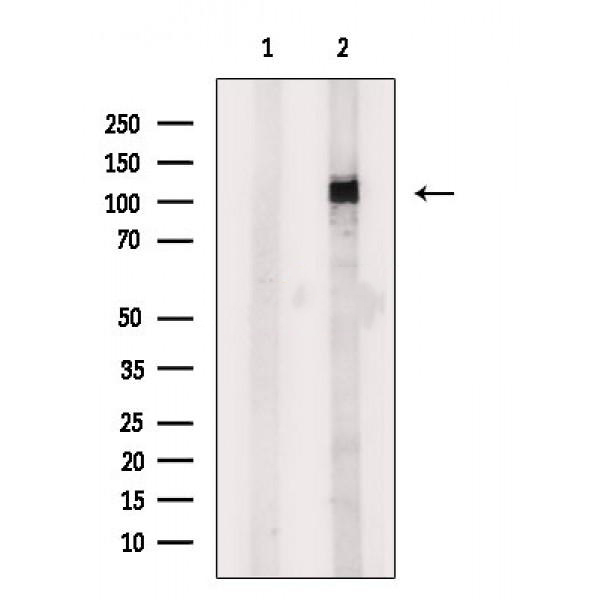 Donkey Anti-Goat IgG antibody (HRP). GTX232040-01