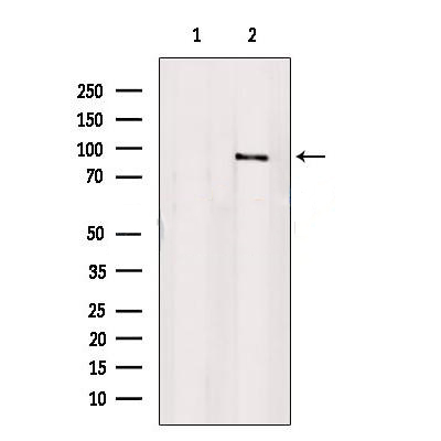Donkey Anti-Goat IgG antibody (HRP). GTX232040-01