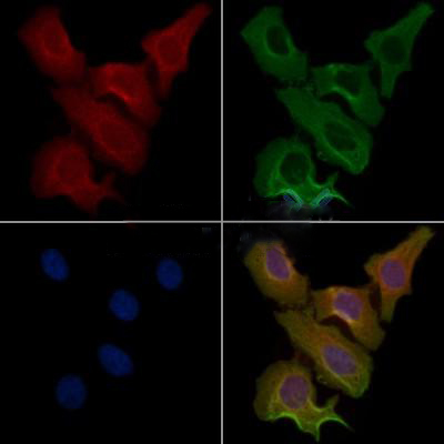 Donkey Anti-Goat IgG antibody (HRP). GTX232040-01