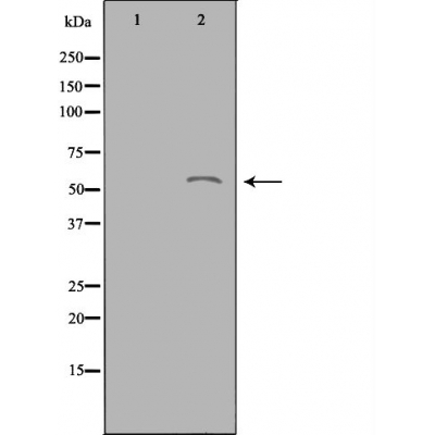 Donkey Anti-Goat IgG antibody (HRP). GTX232040-01