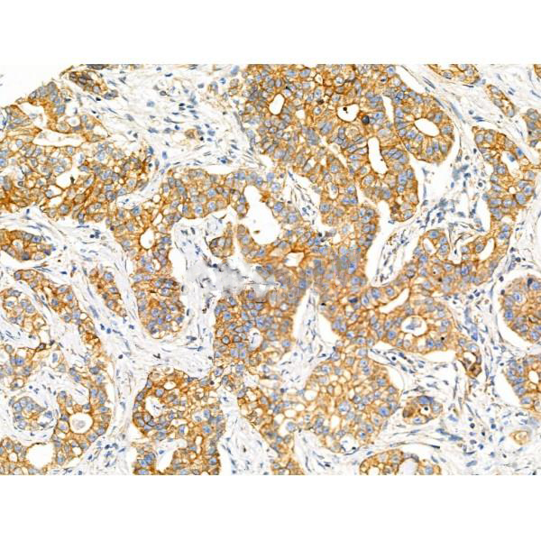 Donkey Anti-Goat IgG antibody (HRP). GTX232040-01