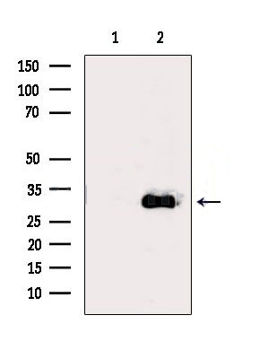 Donkey Anti-Goat IgG antibody (HRP). GTX232040-01