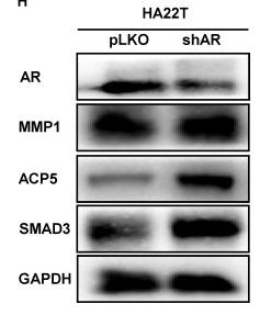 Donkey Anti-Goat IgG antibody (HRP). GTX232040-01