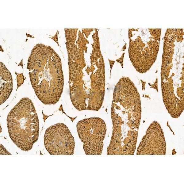 Donkey Anti-Goat IgG antibody (HRP). GTX232040-01