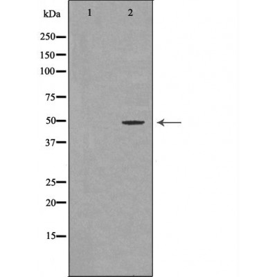 Donkey Anti-Goat IgG antibody (HRP). GTX232040-01
