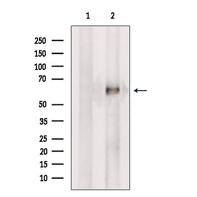 Donkey Anti-Goat IgG antibody (HRP). GTX232040-01