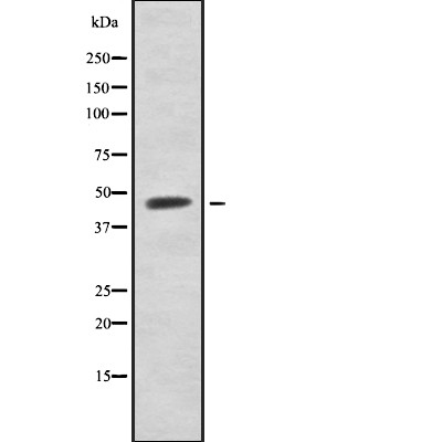 Donkey Anti-Goat IgG antibody (HRP). GTX232040-01