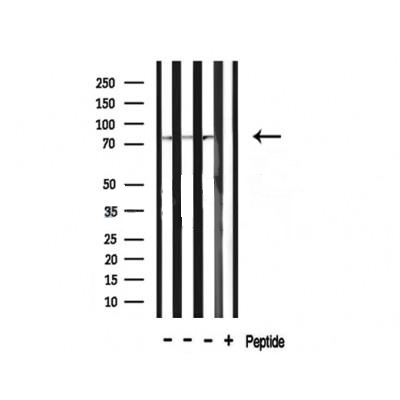 Donkey Anti-Goat IgG antibody (HRP). GTX232040-01
