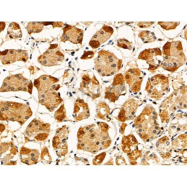 Donkey Anti-Goat IgG antibody (HRP). GTX232040-01