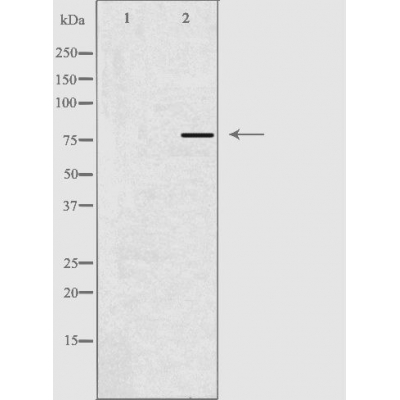Donkey Anti-Goat IgG antibody (HRP). GTX232040-01