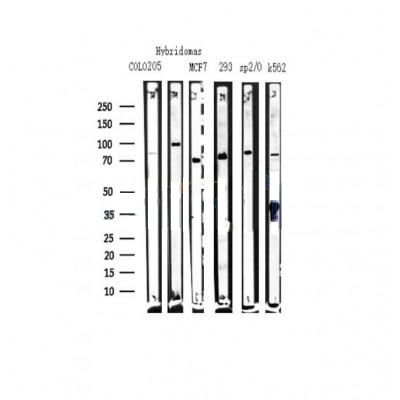 Donkey Anti-Goat IgG antibody (HRP). GTX232040-01