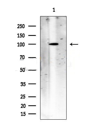 Donkey Anti-Goat IgG antibody (HRP). GTX232040-01