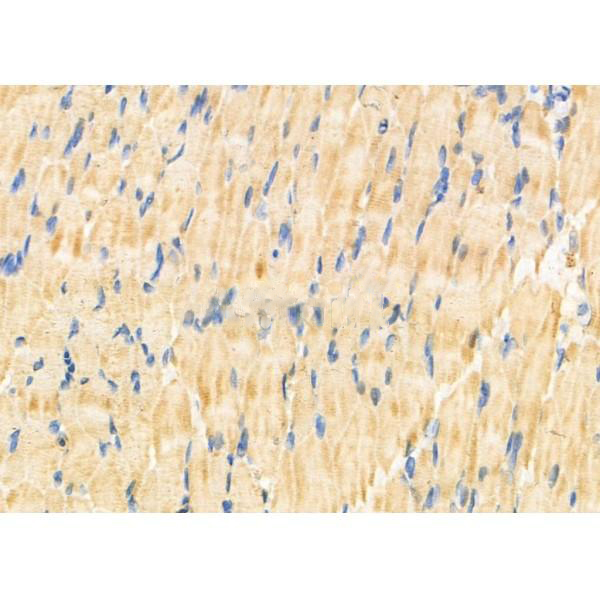 Donkey Anti-Goat IgG antibody (HRP). GTX232040-01