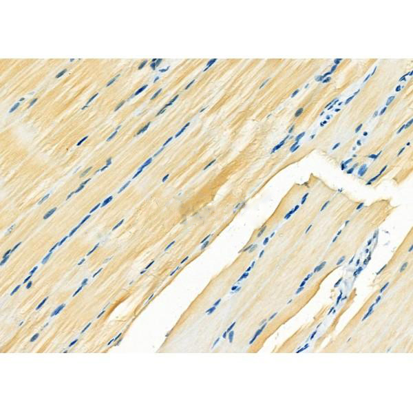 Donkey Anti-Goat IgG antibody (HRP). GTX232040-01
