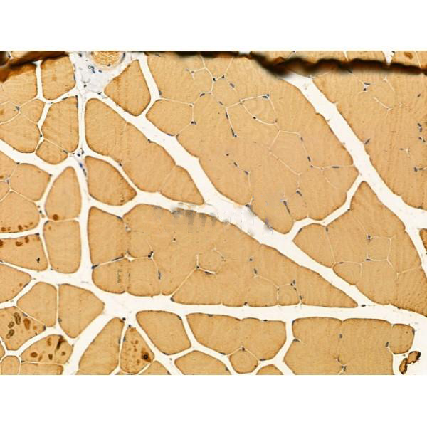 Donkey Anti-Goat IgG antibody (HRP). GTX232040-01