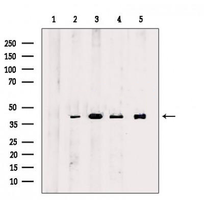 Donkey Anti-Goat IgG antibody (HRP). GTX232040-01