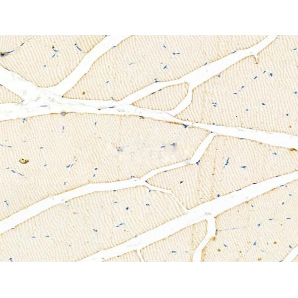 Donkey Anti-Goat IgG antibody (HRP). GTX232040-01