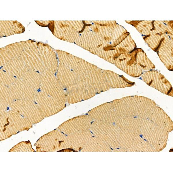 Donkey Anti-Goat IgG antibody (HRP). GTX232040-01