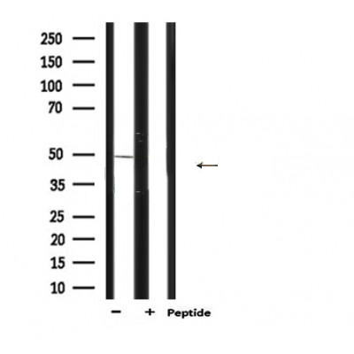 Donkey Anti-Goat IgG antibody (HRP). GTX232040-01