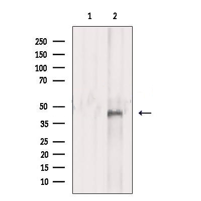 Donkey Anti-Goat IgG antibody (HRP). GTX232040-01