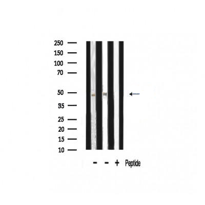 Donkey Anti-Goat IgG antibody (HRP). GTX232040-01
