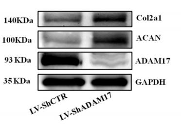 Donkey Anti-Goat IgG antibody (HRP). GTX232040-01