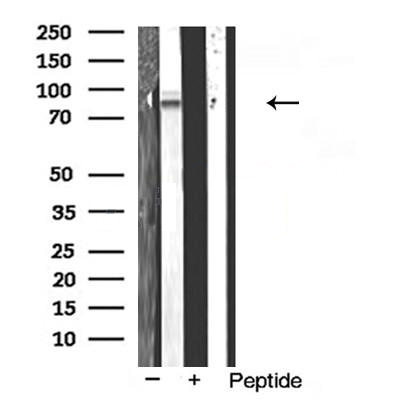 Donkey Anti-Goat IgG antibody (HRP). GTX232040-01