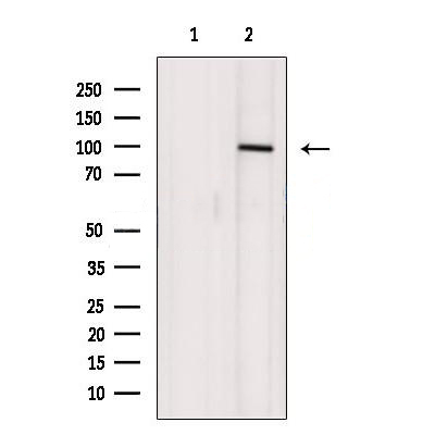 Donkey Anti-Goat IgG antibody (HRP). GTX232040-01