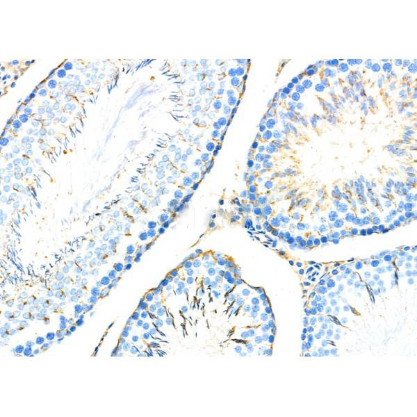 Donkey Anti-Goat IgG antibody (HRP). GTX232040-01