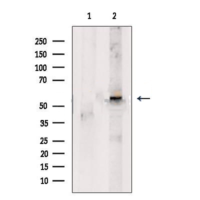 Donkey Anti-Goat IgG antibody (HRP). GTX232040-01