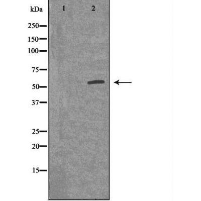 Donkey Anti-Goat IgG antibody (HRP). GTX232040-01