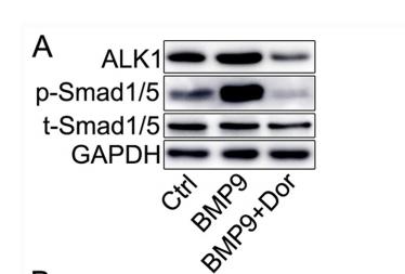 Donkey Anti-Goat IgG antibody (HRP). GTX232040-01