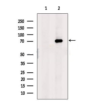 Donkey Anti-Goat IgG antibody (HRP). GTX232040-01