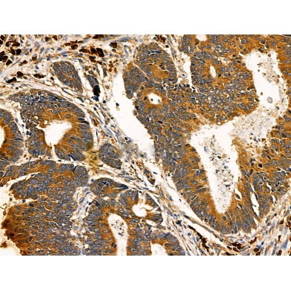 Donkey Anti-Goat IgG antibody (HRP). GTX232040-01