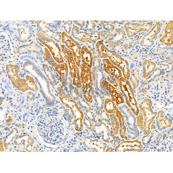 Donkey Anti-Goat IgG antibody (HRP). GTX232040-01