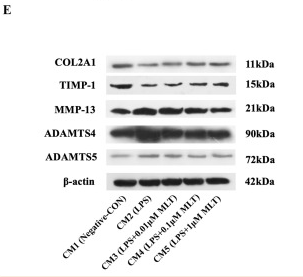 Donkey Anti-Goat IgG antibody (HRP). GTX232040-01