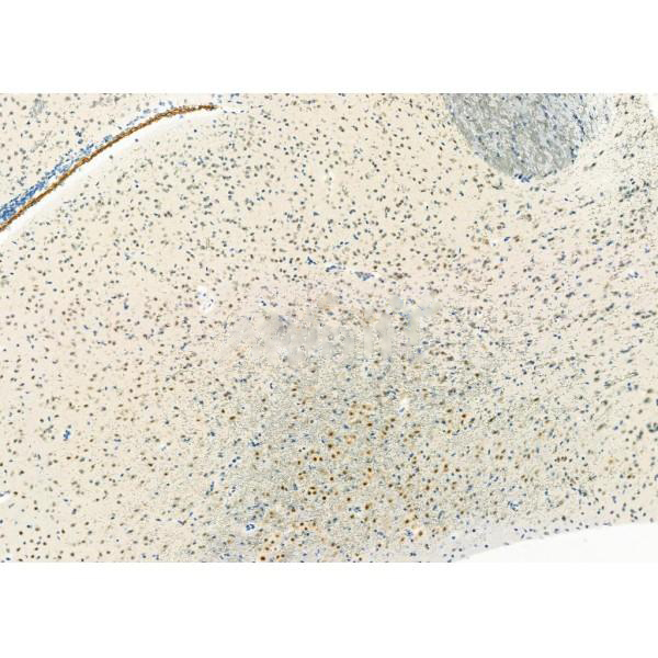 Donkey Anti-Goat IgG antibody (HRP). GTX232040-01