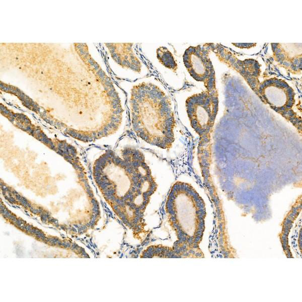 Donkey Anti-Goat IgG antibody (HRP). GTX232040-01